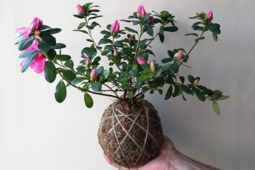 ¿QUIERES DOMINAR LA TÉCNICA KOKEDAMA? INSCRÍBETE CON PLANETA MUSGO Y APRENDE UN OFICIO.